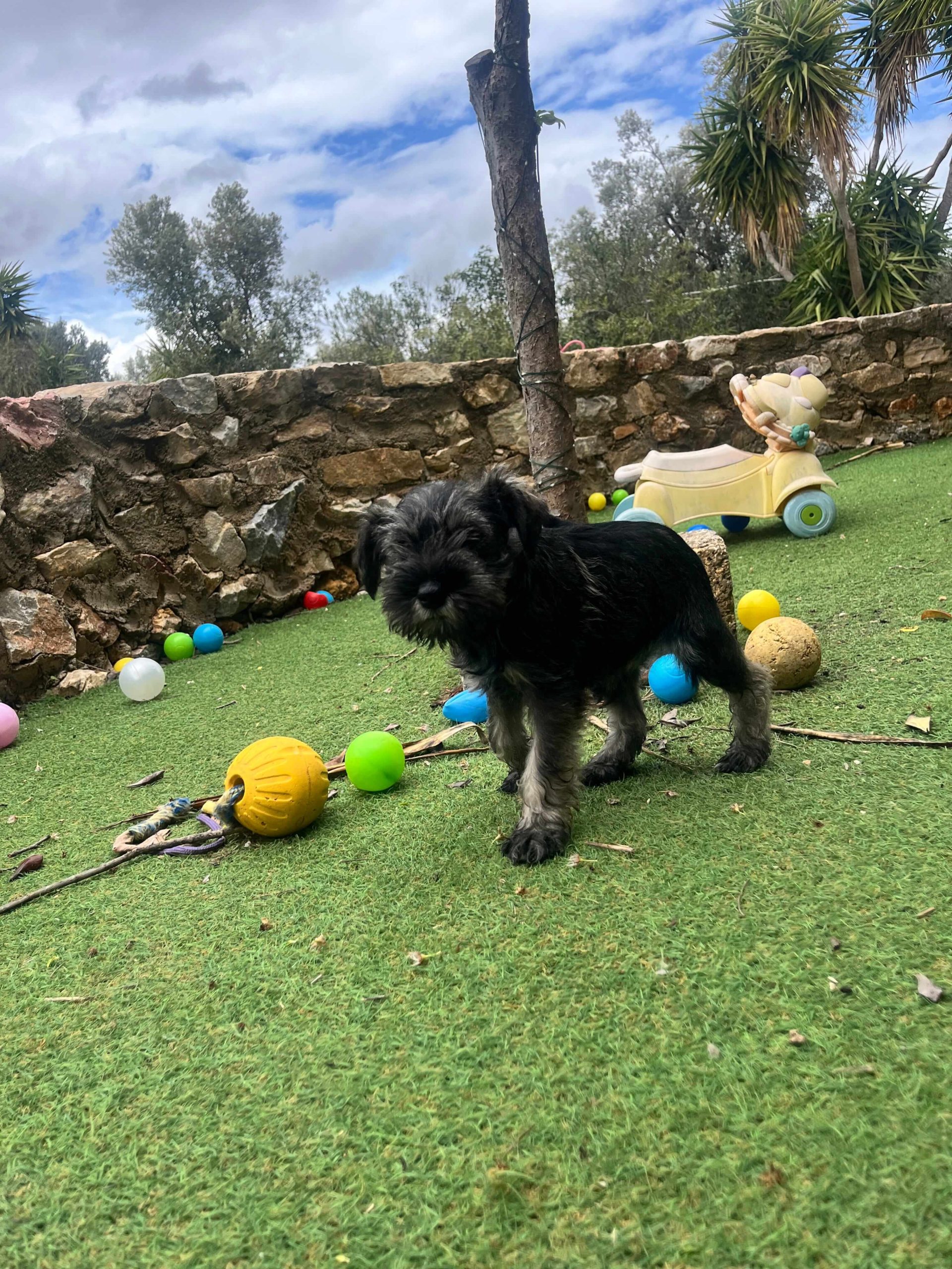 Miniature Schnauzer - Image 10