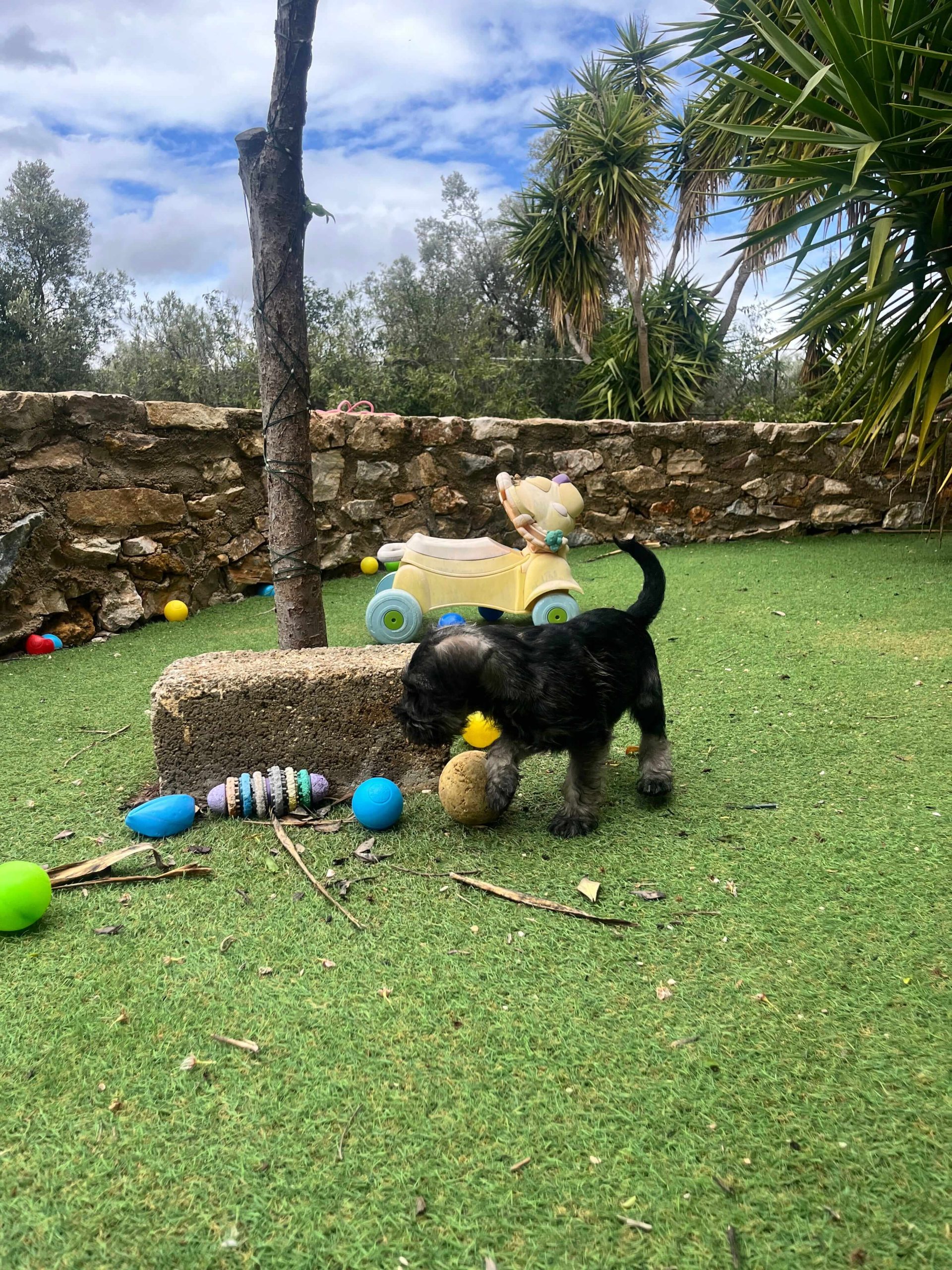 Miniature Schnauzer - Image 11