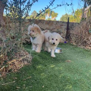 Mini Beige Poodle αρσενικά