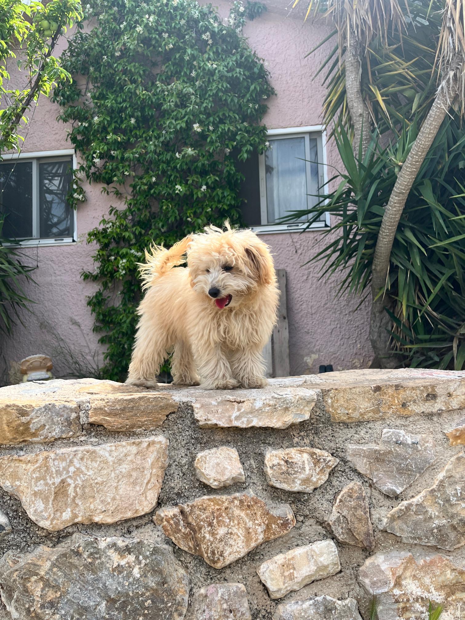 Mini Beige Poodle - Image 3