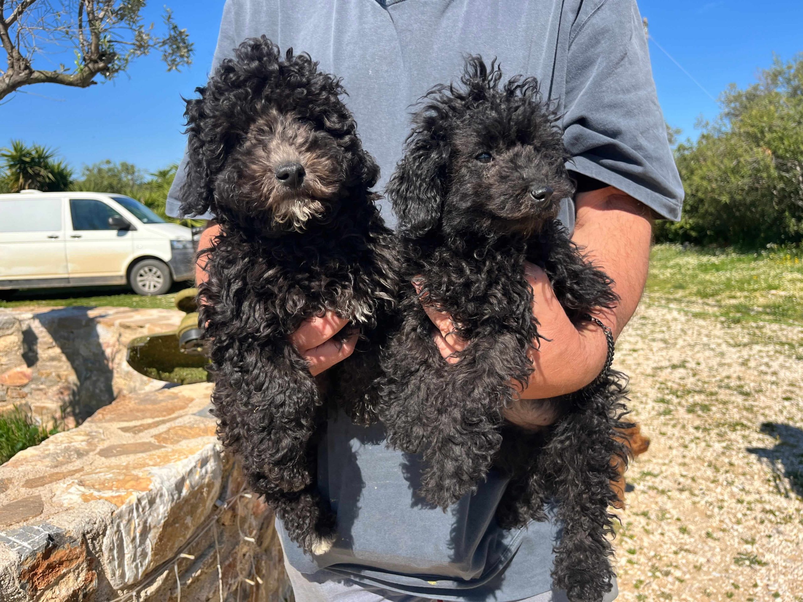 Mini Black Poodle - Image 2