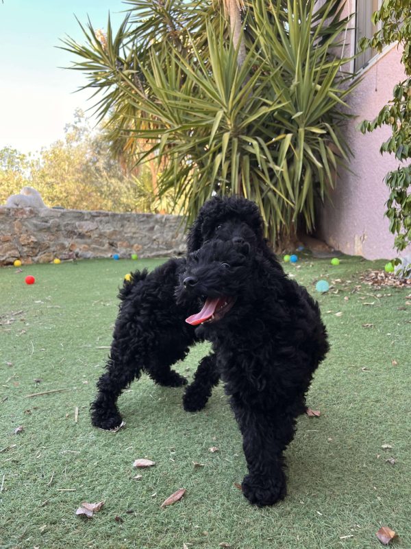 Μαύρα Mini Poodle - Image 10