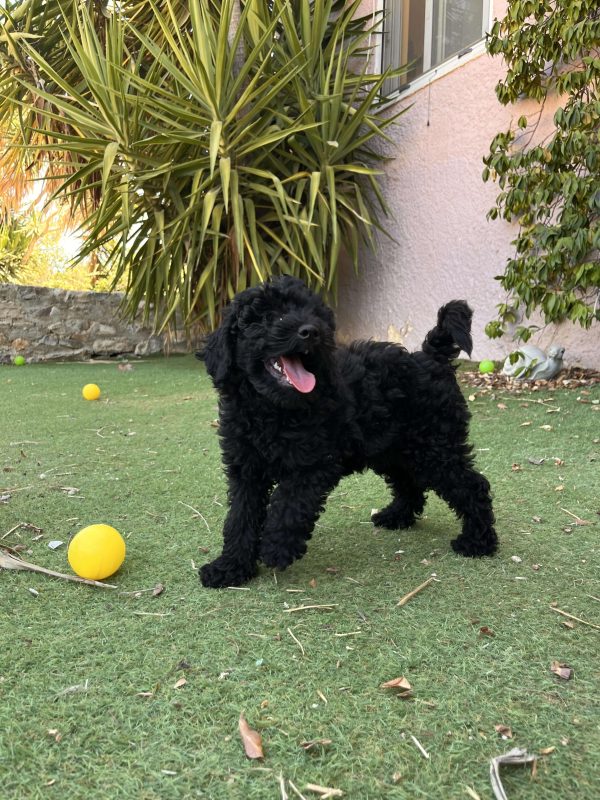 Μαύρα Mini Poodle - Image 11