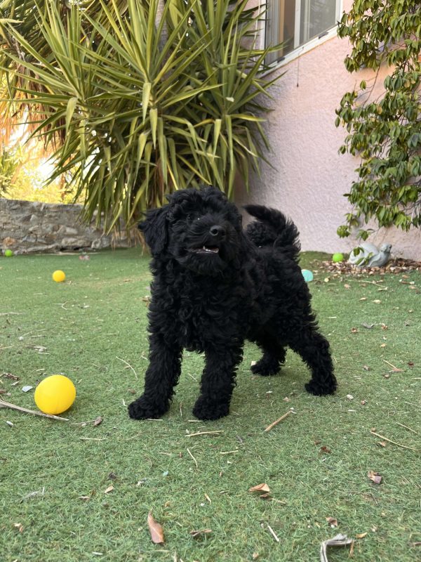 Μαύρα Mini Poodle - Image 12