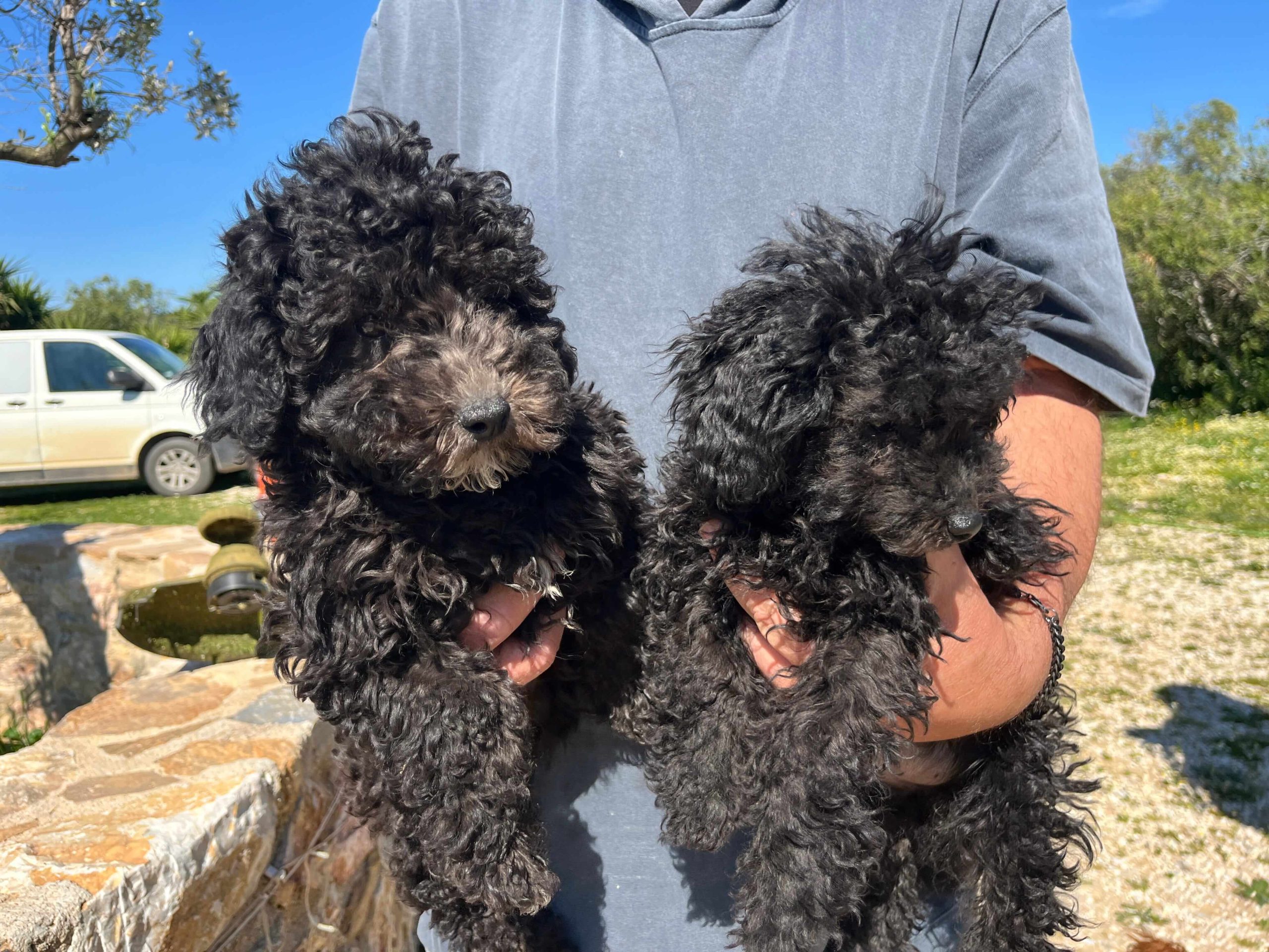 Mini Black Poodle - Image 3