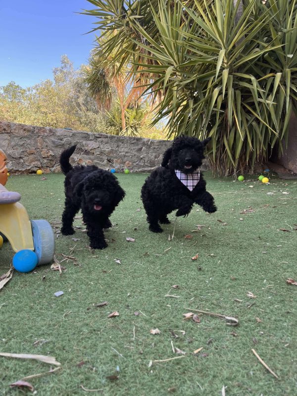 Μαύρα Mini Poodle