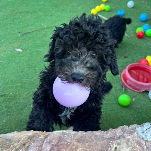 Mini Black Poodle