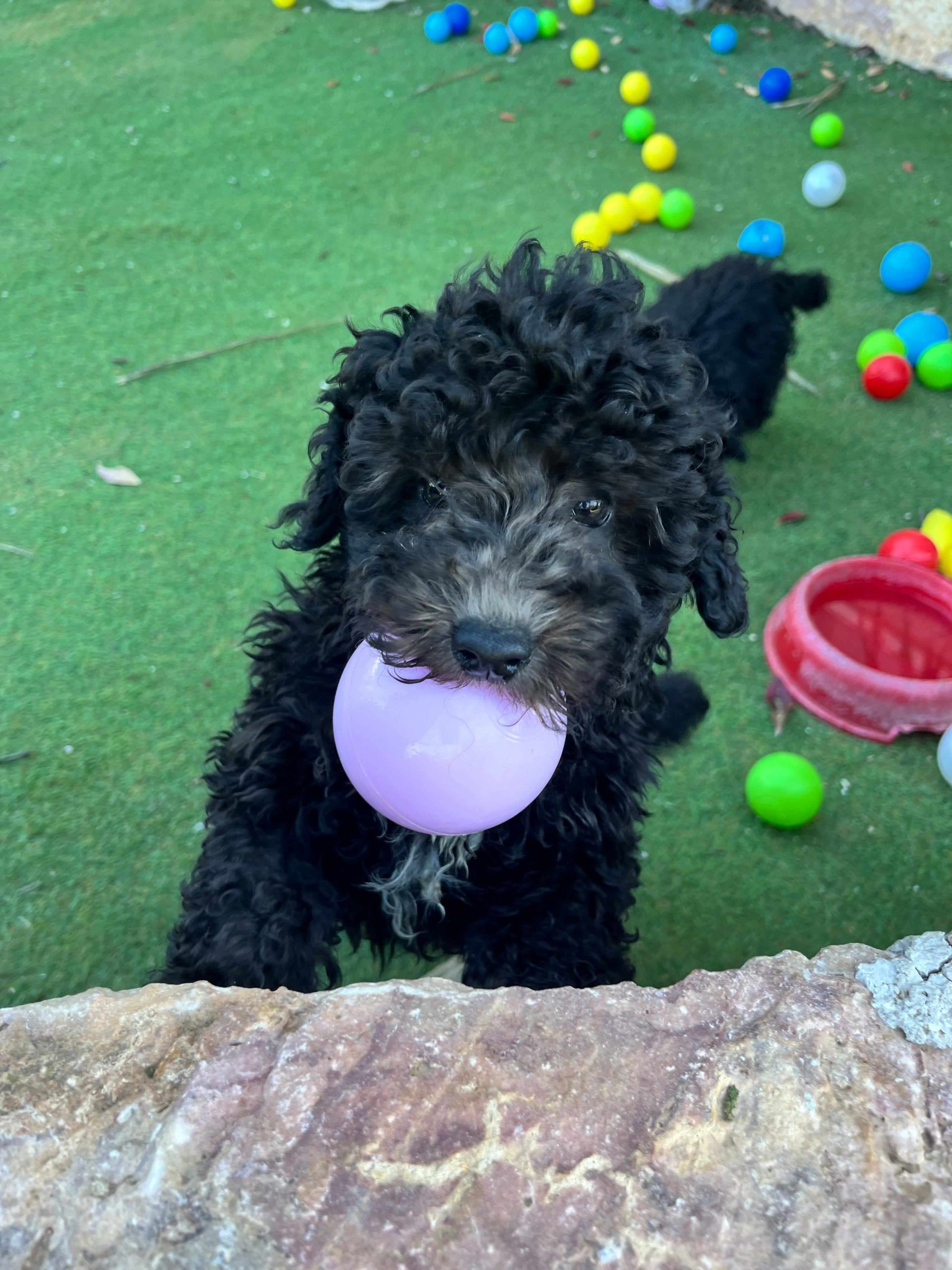 Mini Black Poodle