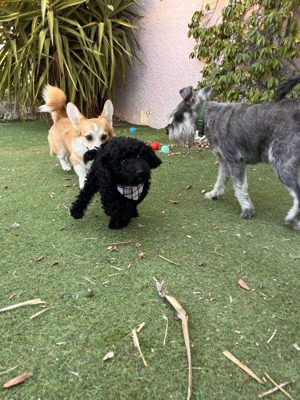 Μαύρα Mini Poodle - Image 3