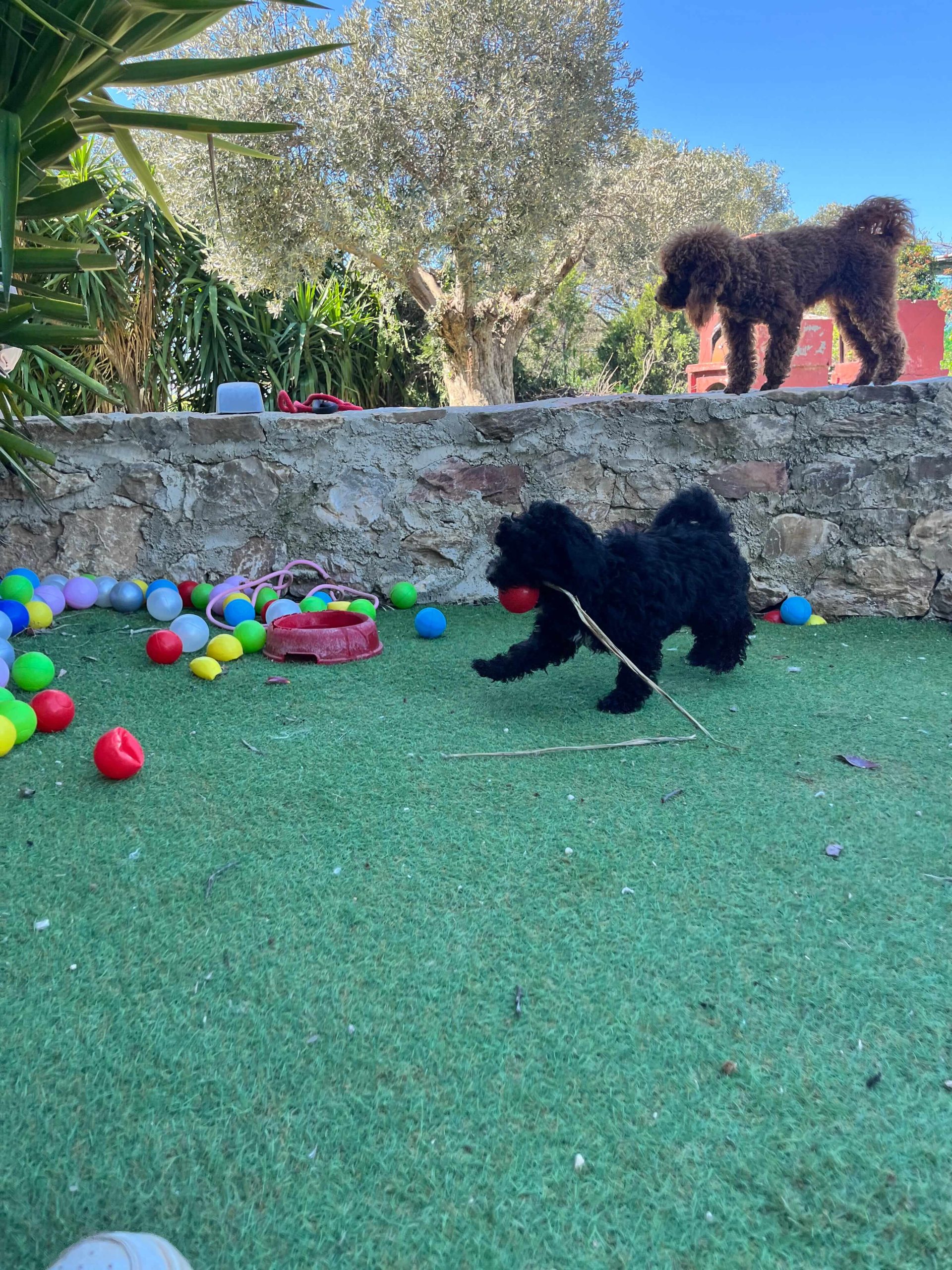 Mini Black Poodle - Image 5