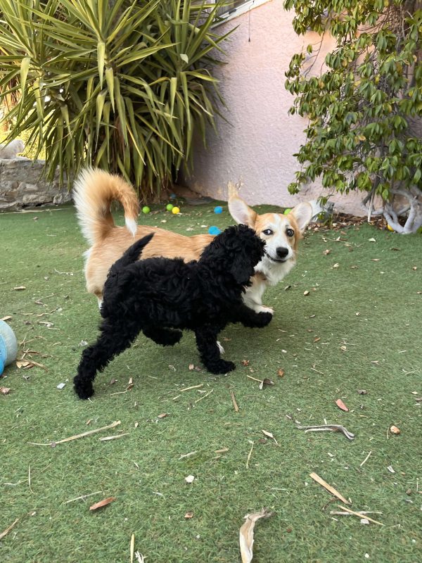 Μαύρα Mini Poodle - Image 4