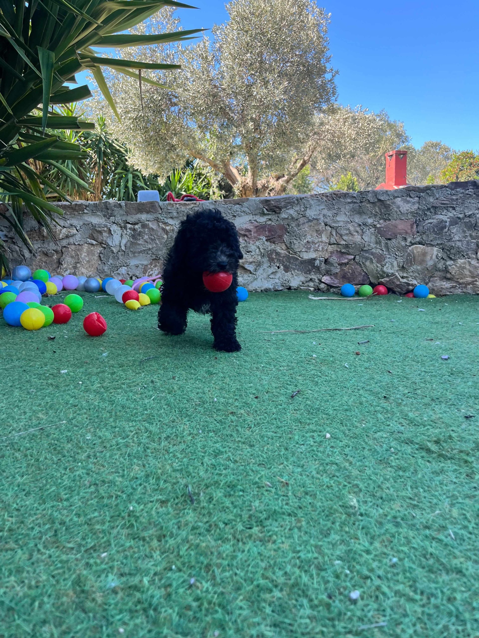 Mini Black Poodle - Image 6