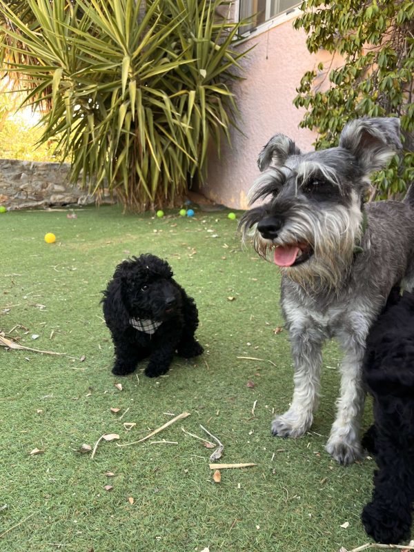 Μαύρα Mini Poodle - Image 5