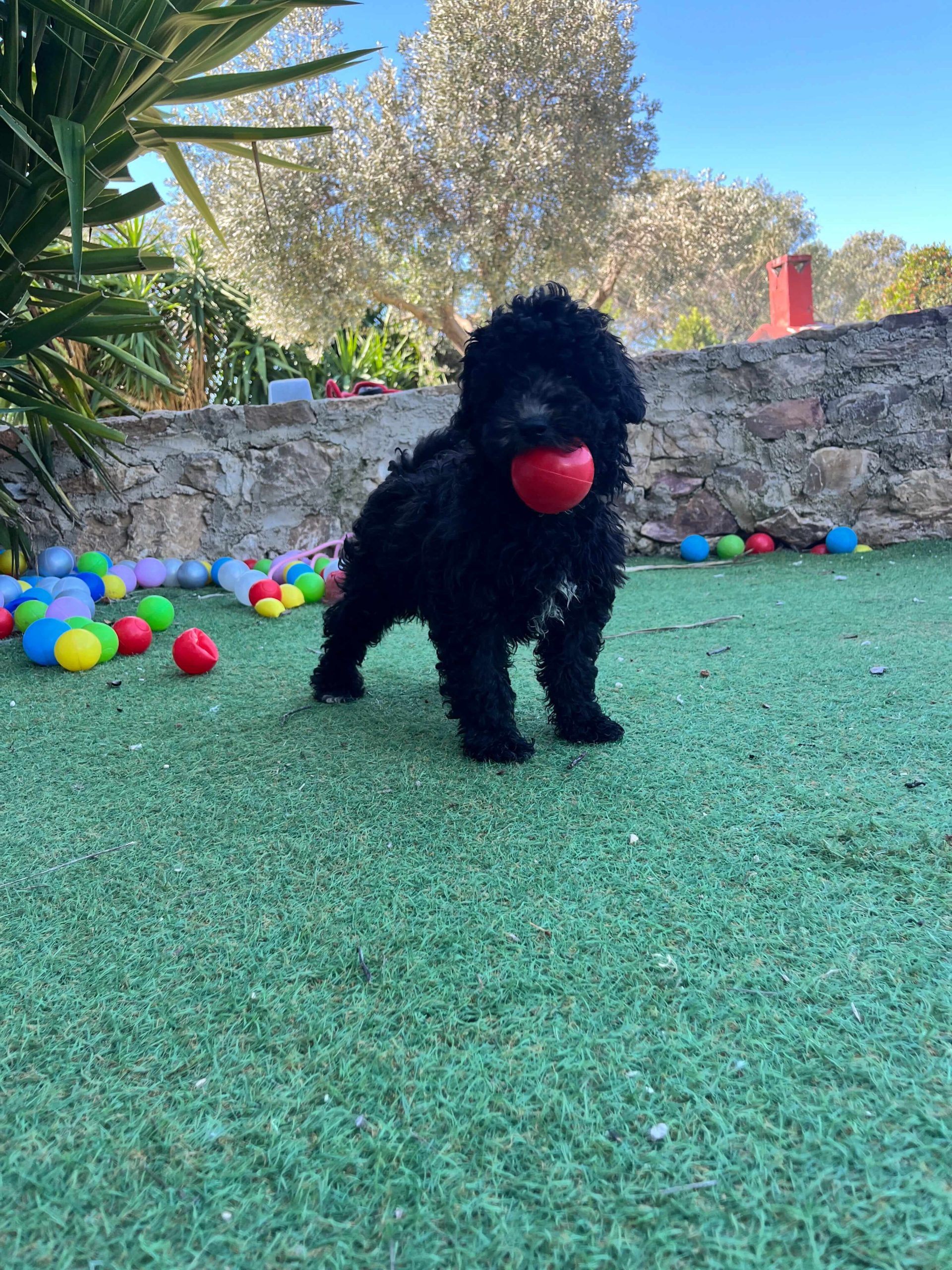 Mini Black Poodle - Image 7