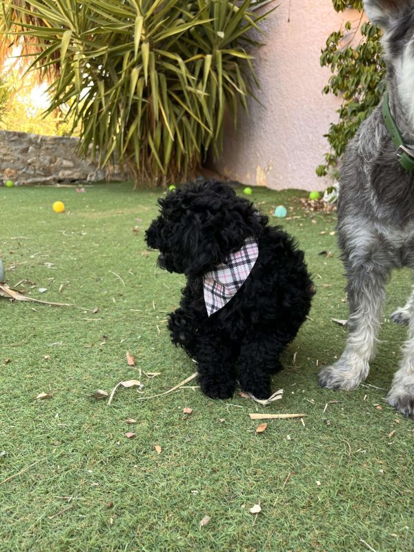 Μαύρα Mini Poodle - Image 6