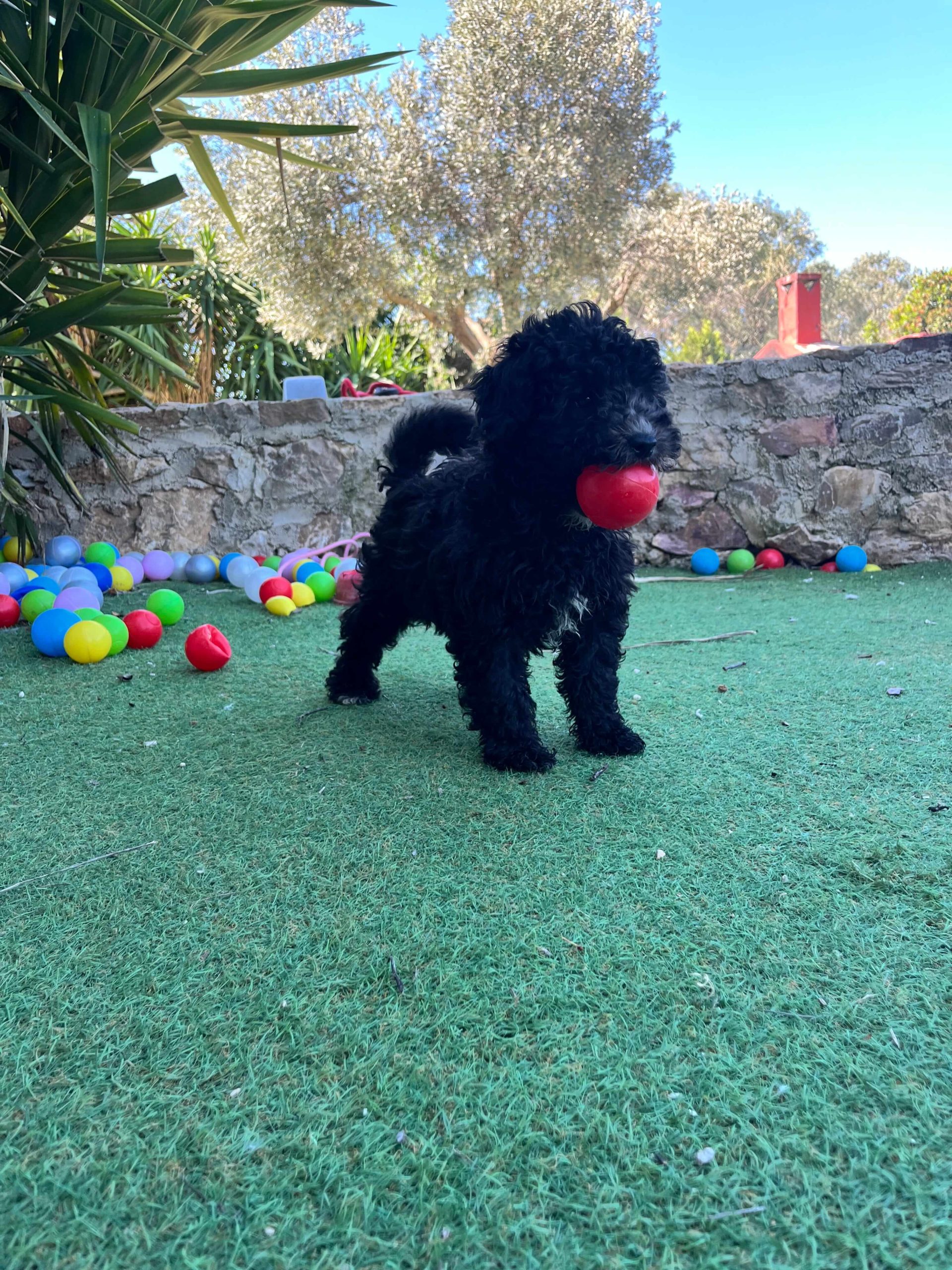 Mini Black Poodle - Image 8