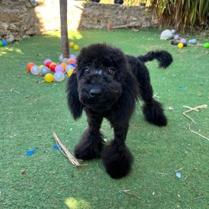 Mini Black Poodle