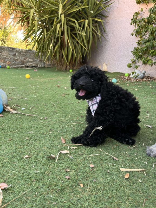 Μαύρα Mini Poodle - Image 7