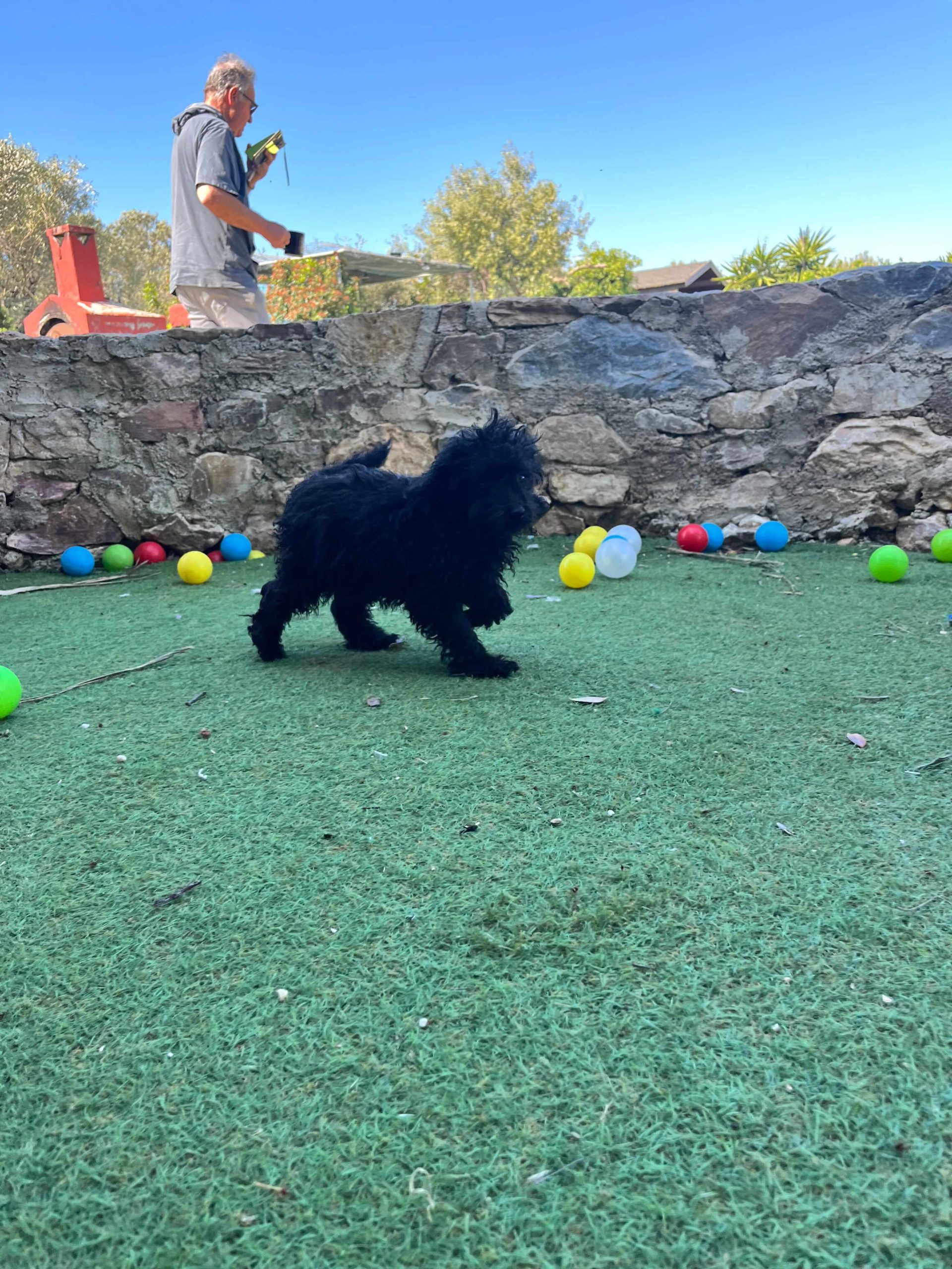 Mini Black Poodle - Image 9