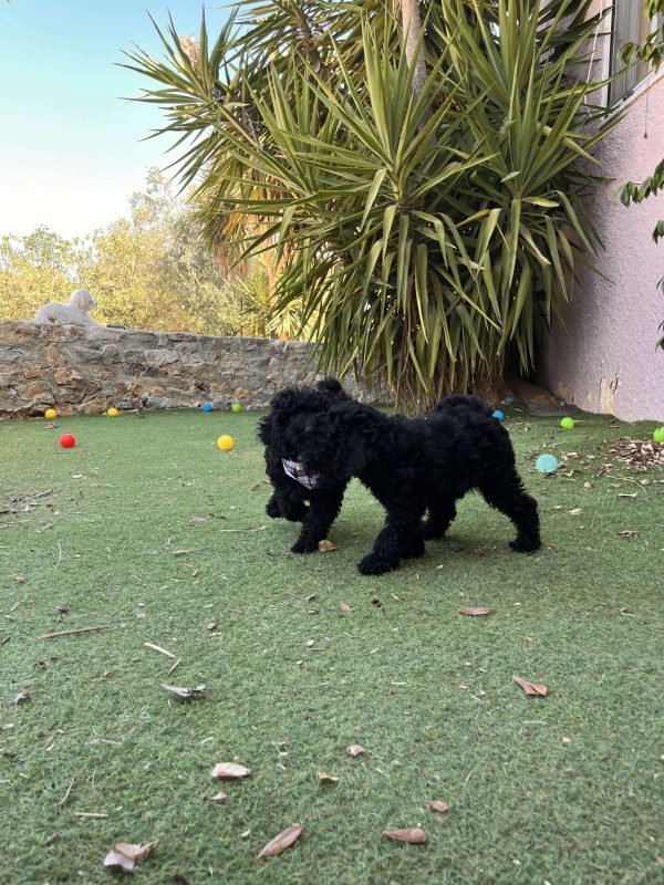 Μαύρα Mini Poodle - Image 8