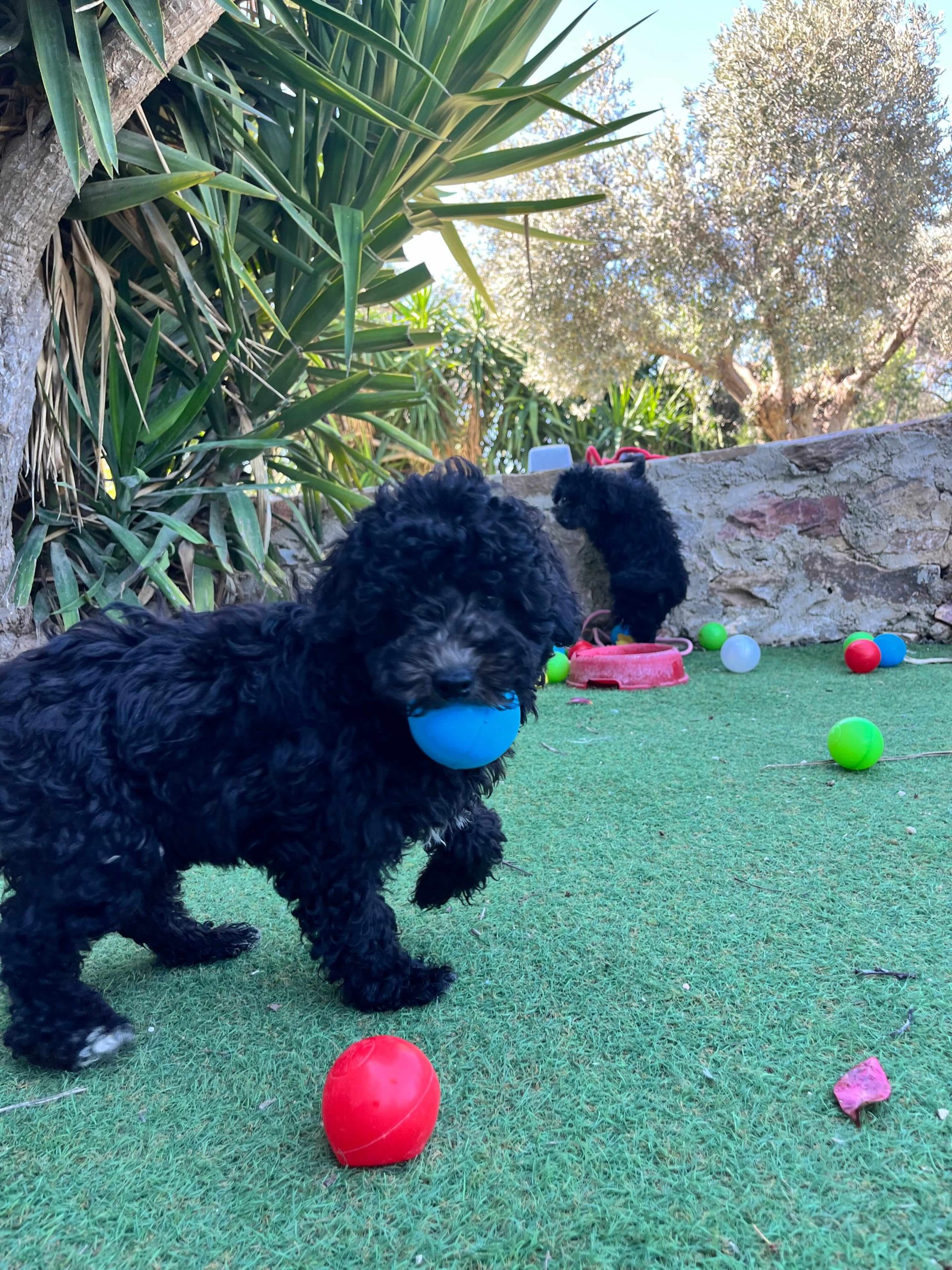 Mini Black Poodle - Image 10