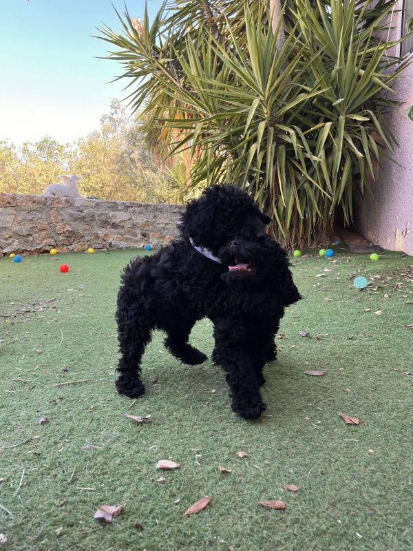 Μαύρα Mini Poodle - Image 9