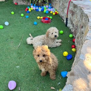 Mini Light Apricot Poodle