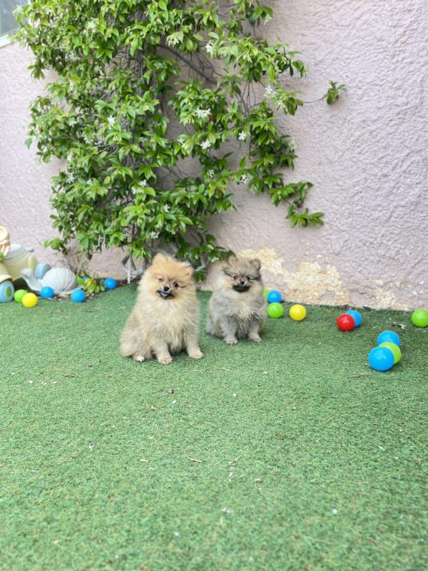 Mini German Spitz