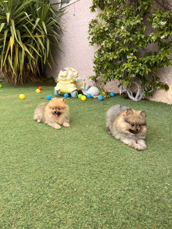 Mini German Spitz - Image 10