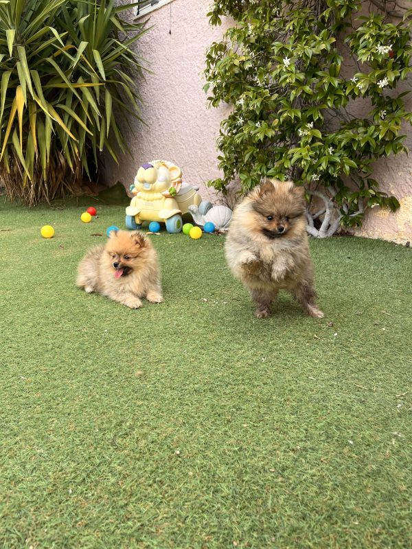 Mini German Spitz - Image 11