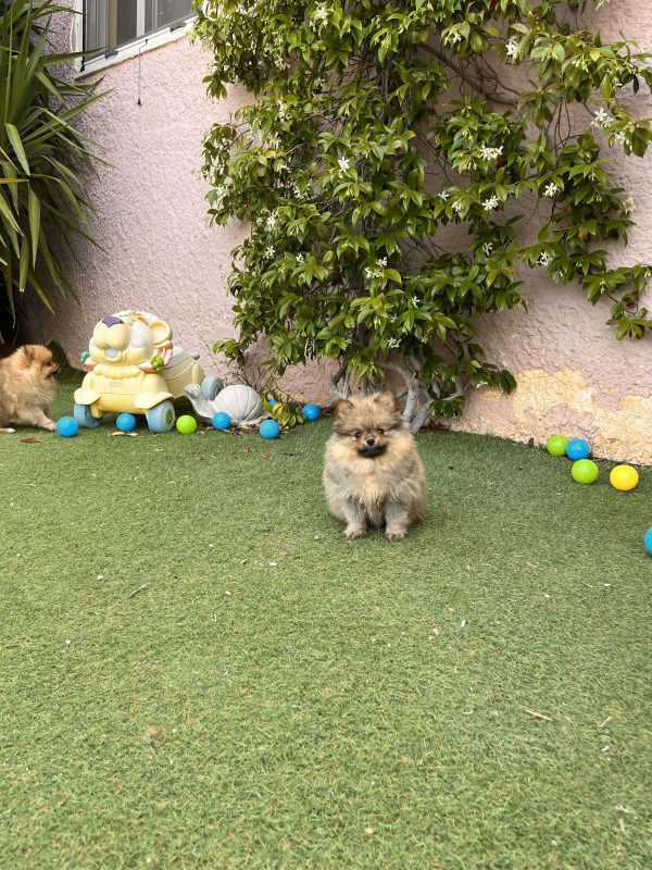 Mini German Spitz - Image 3