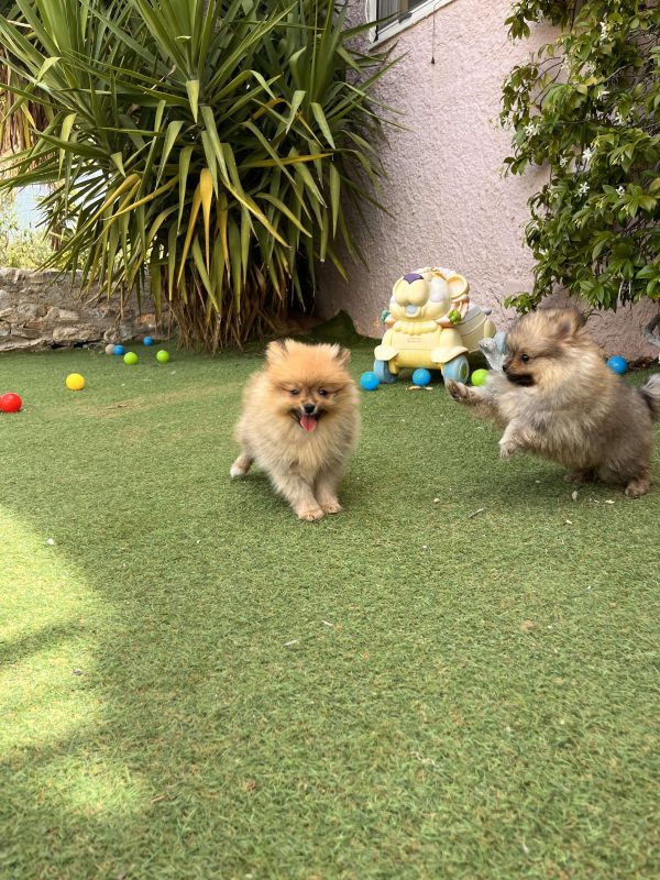Mini German Spitz - Image 4