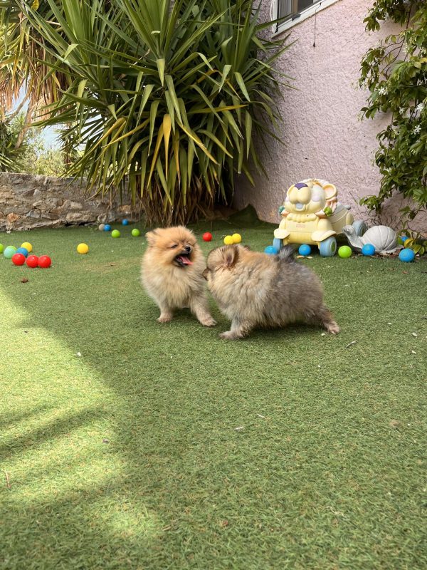 Mini German Spitz - Image 5