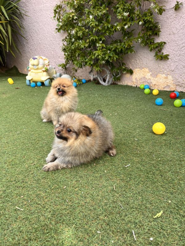 Mini German Spitz - Image 7