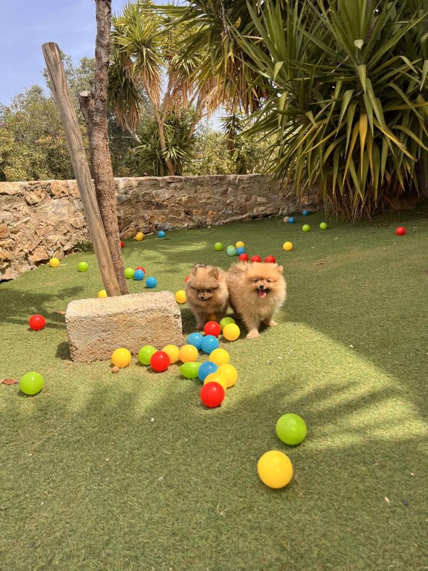 Mini German Spitz - Image 8