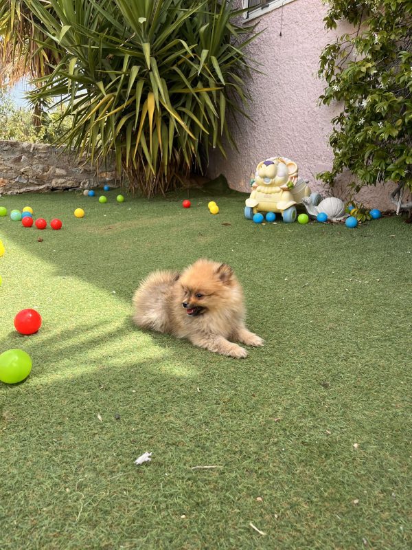 Mini German Spitz - Image 9