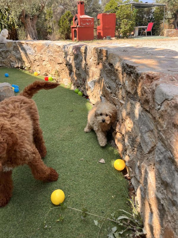 Mini Beige Poodle - Image 11