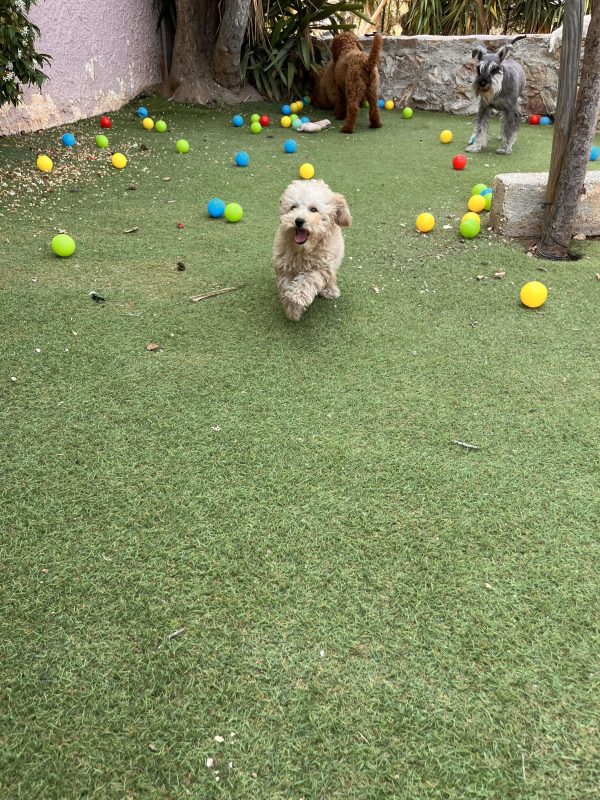 Mini Beige Poodle - Image 2