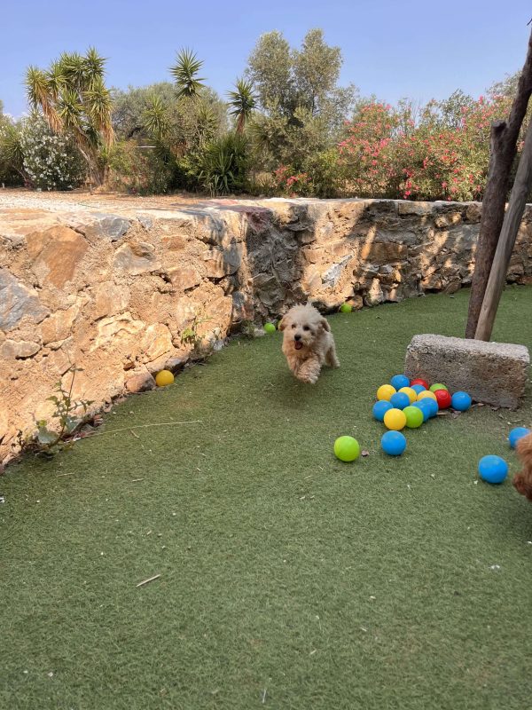 Mini Beige Poodle - Image 10