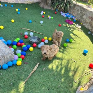 Mini Light Apricot Poodle