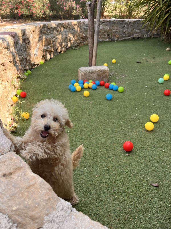 Mini Beige Poodle