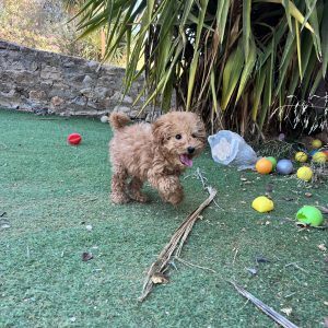 Mini Light Apricot Poodle