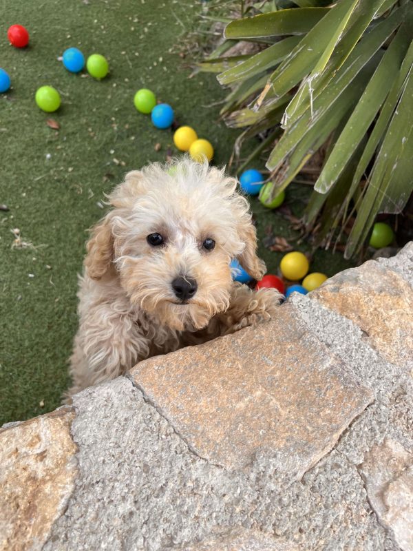 Mini Beige Poodle - Image 8