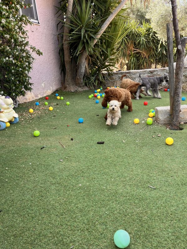 Mini Beige Poodle - Image 6