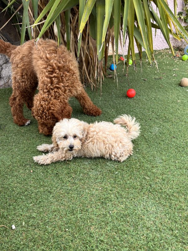 Mini Beige Poodle - Image 5