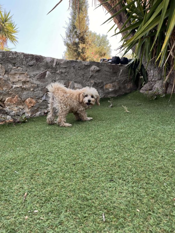 Mini Beige Poodle - Image 3