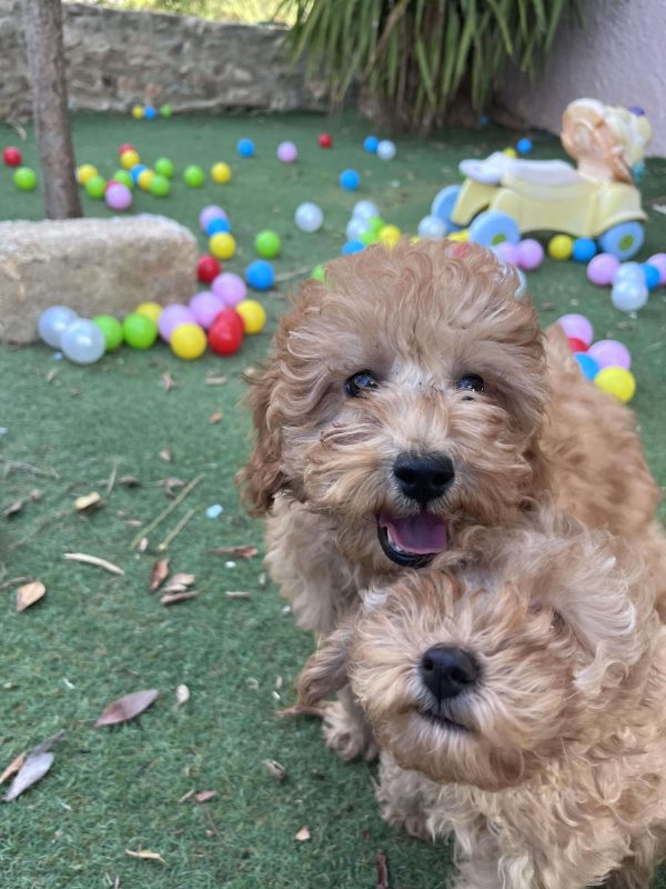 Mini Light Apricot Poodle - Image 11