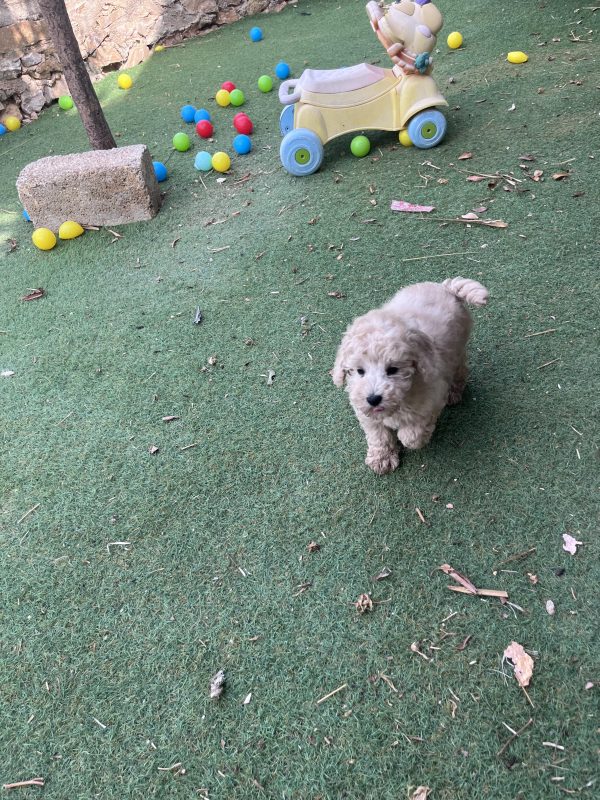 Mini Poodle Αγοράκια - Image 2