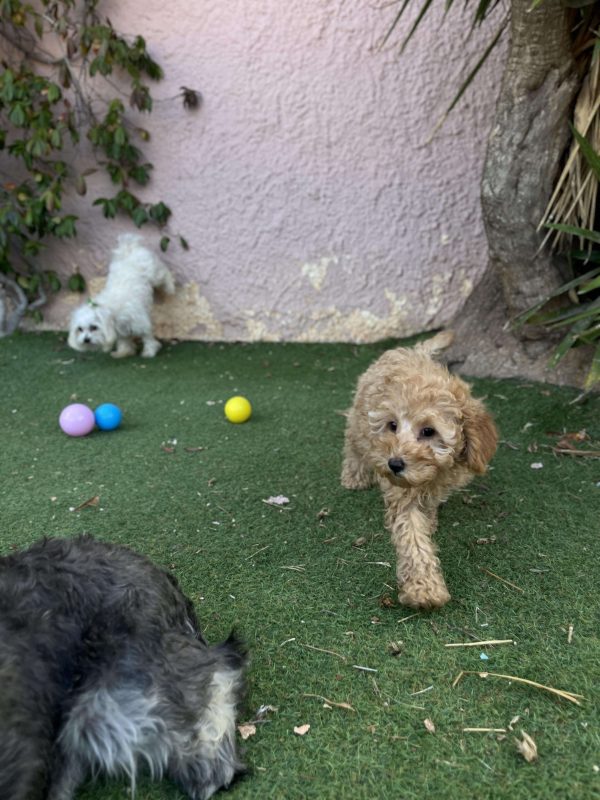 Mini Light Apricot Poodle - Image 10