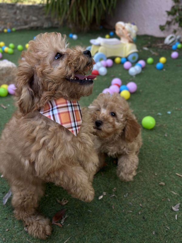 Mini Light Apricot Poodle - Image 12